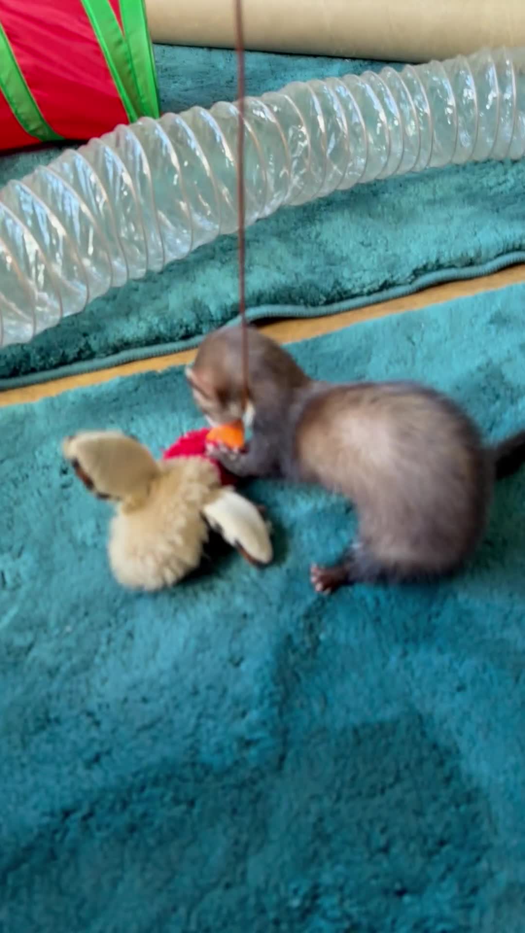 Ferret rodents for sale: Micro ferret female - Video 1