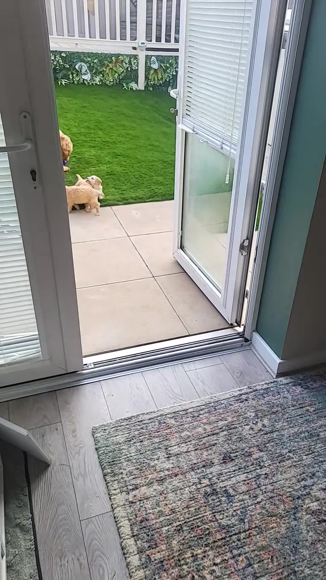 Cockapoo dogs for sale: Cockapoo puppies - Video 3
