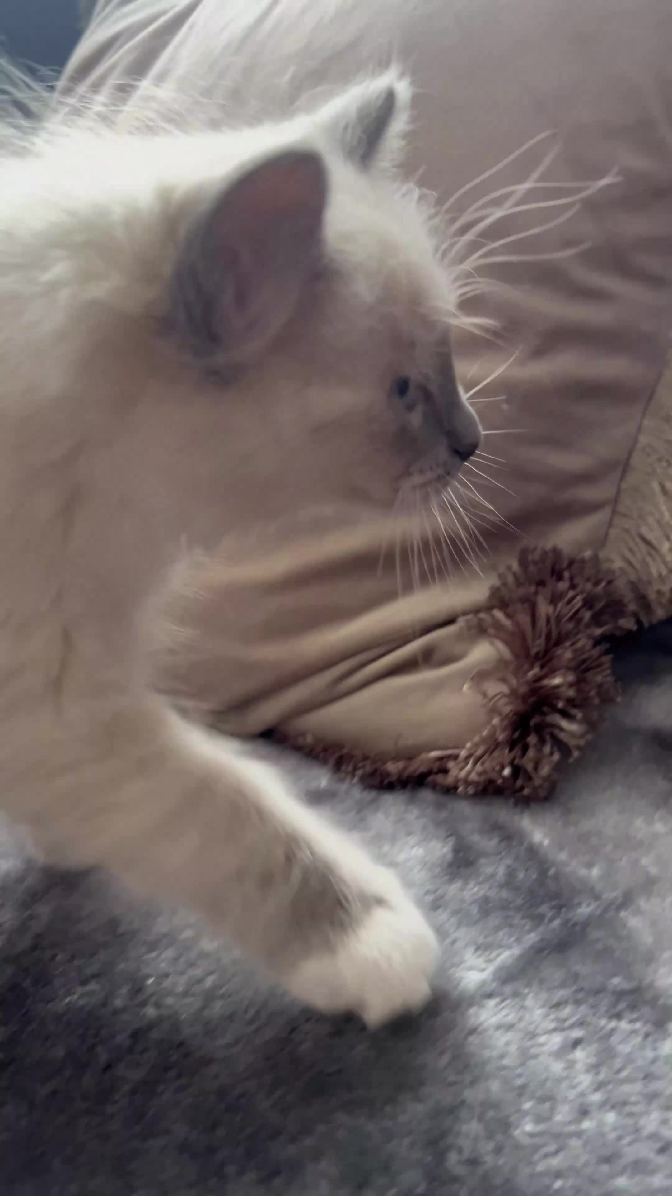 Ragdoll cats for sale: 1 Girl 💜 1 Boy💙 - Video 1
