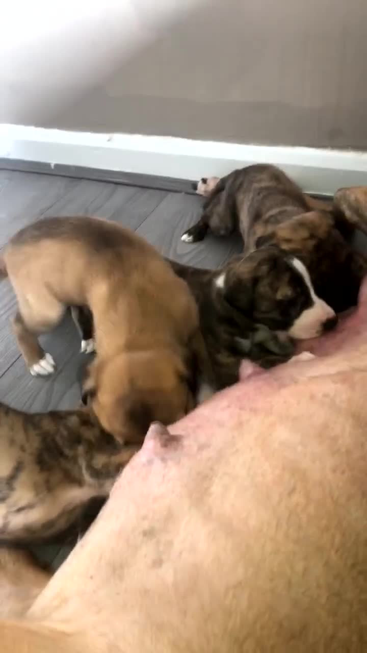 Mixed Breed dogs for sale: Lurcher/greyhound puppies - Video 1