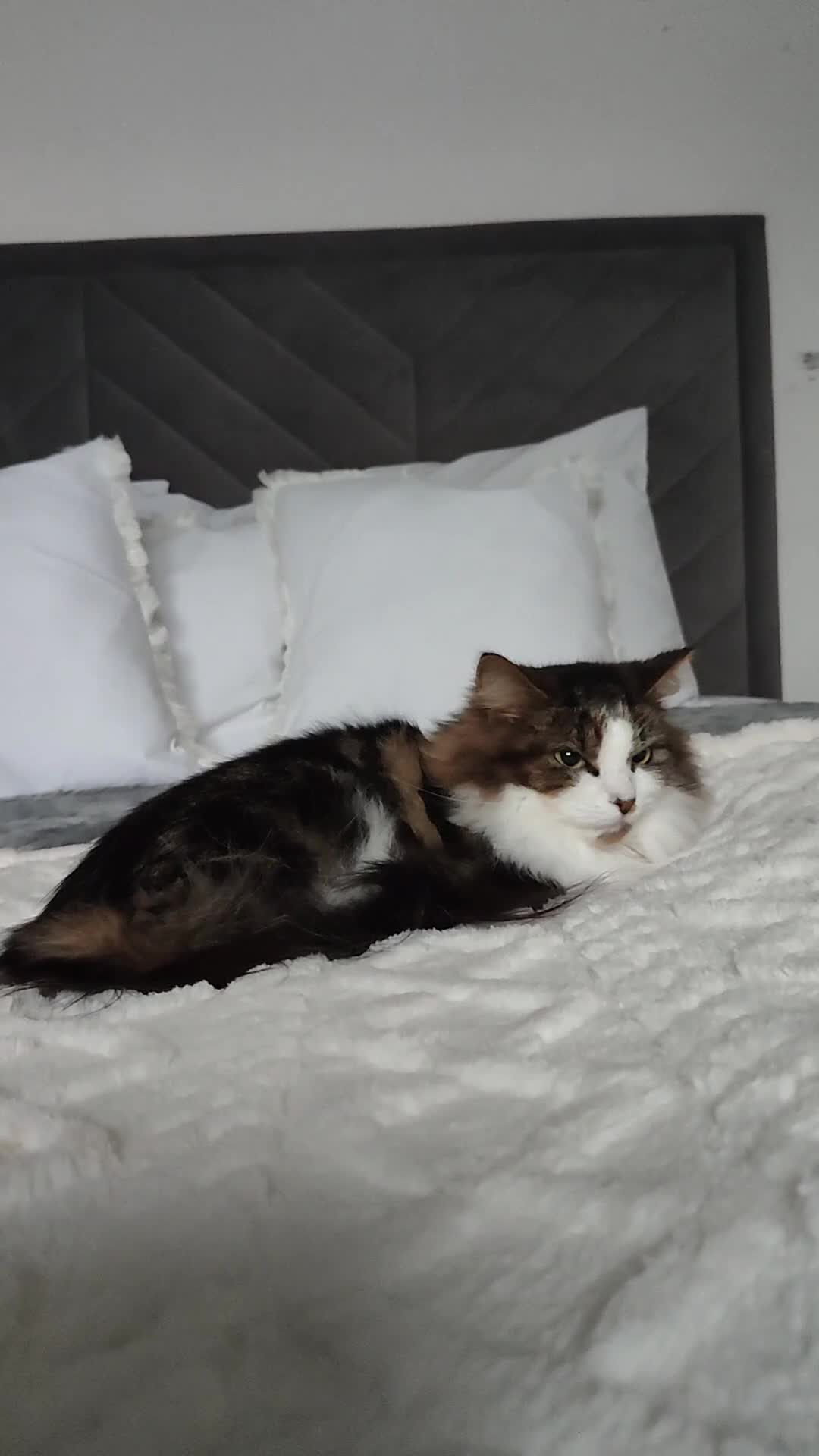 Maine Coon cats for sale: Norwegian Forest Cat - Video 2