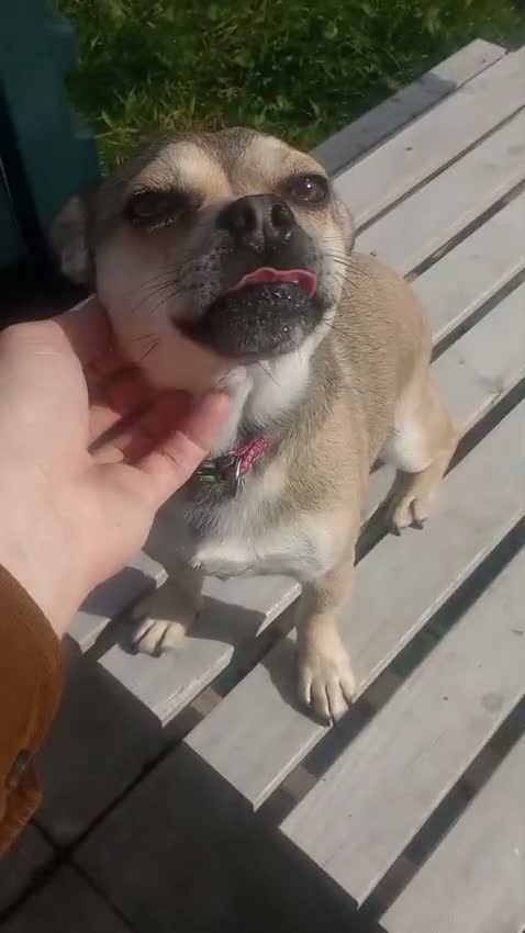 Mixed Breed dogs for sale: Gorgeous French Bullhuahua dog for sale - Video 1