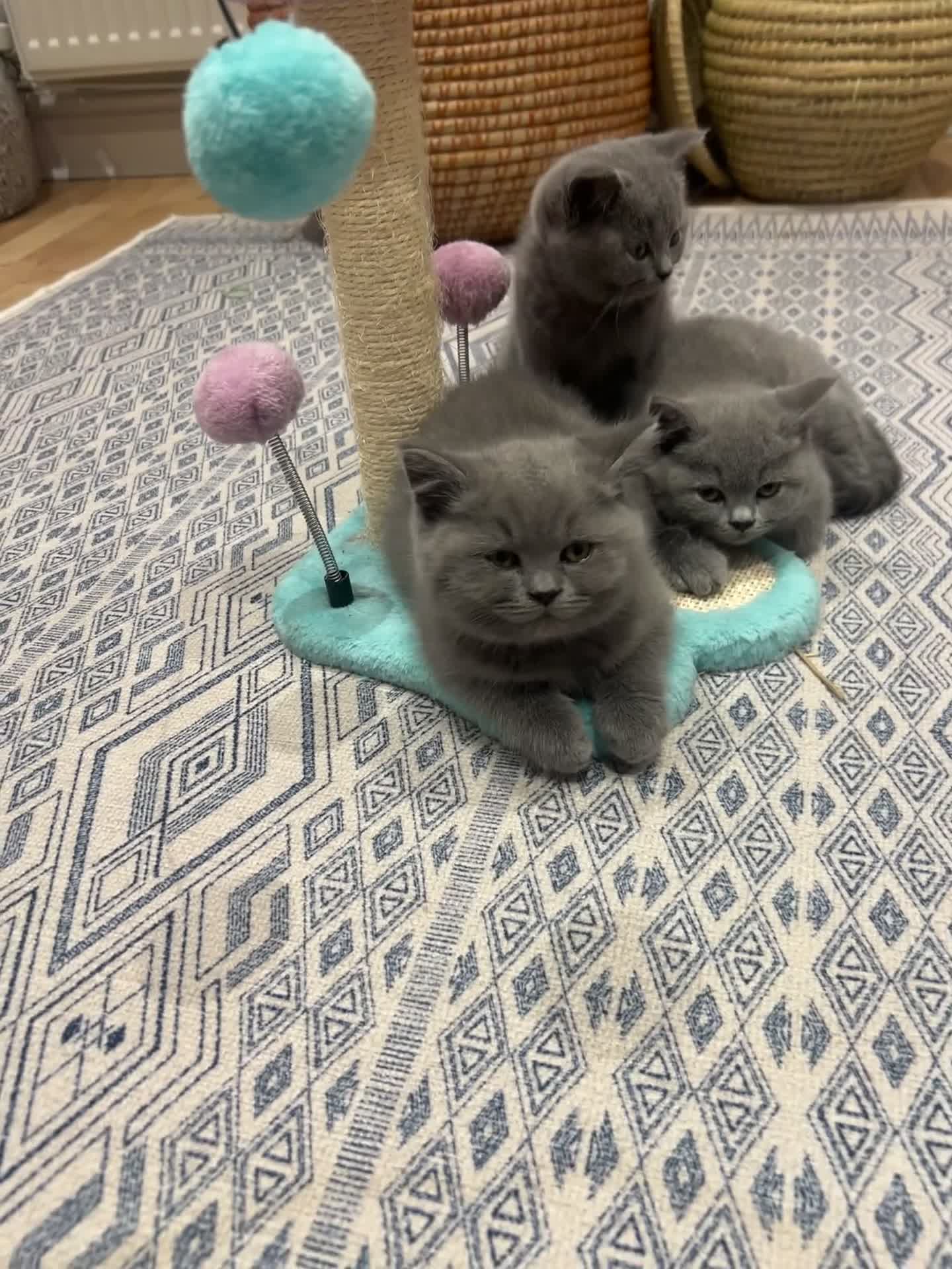 British Shorthair cats for sale: GCCF BSH show quality kittens  - Video 2