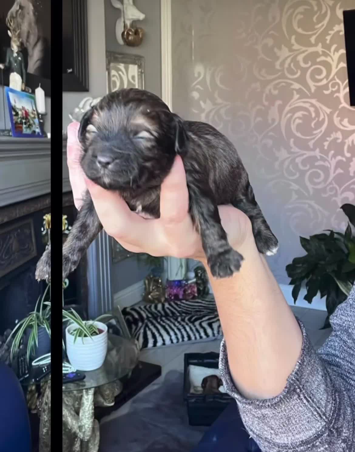 Shih Tzu dogs for sale: Shihtzu-Poodle mix Toy shihpoo puppies  - Video 1