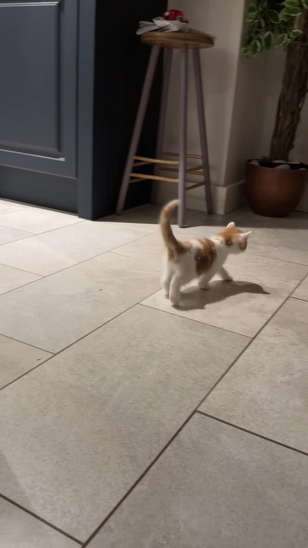 Mixed Breed cats for sale: Gorgeous Little Ginger Boy - Video 2