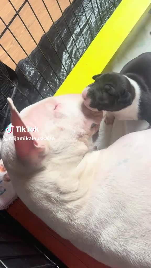 English Bull Terrier dogs for sale: English bull terrier puppys in Grays - Video 1