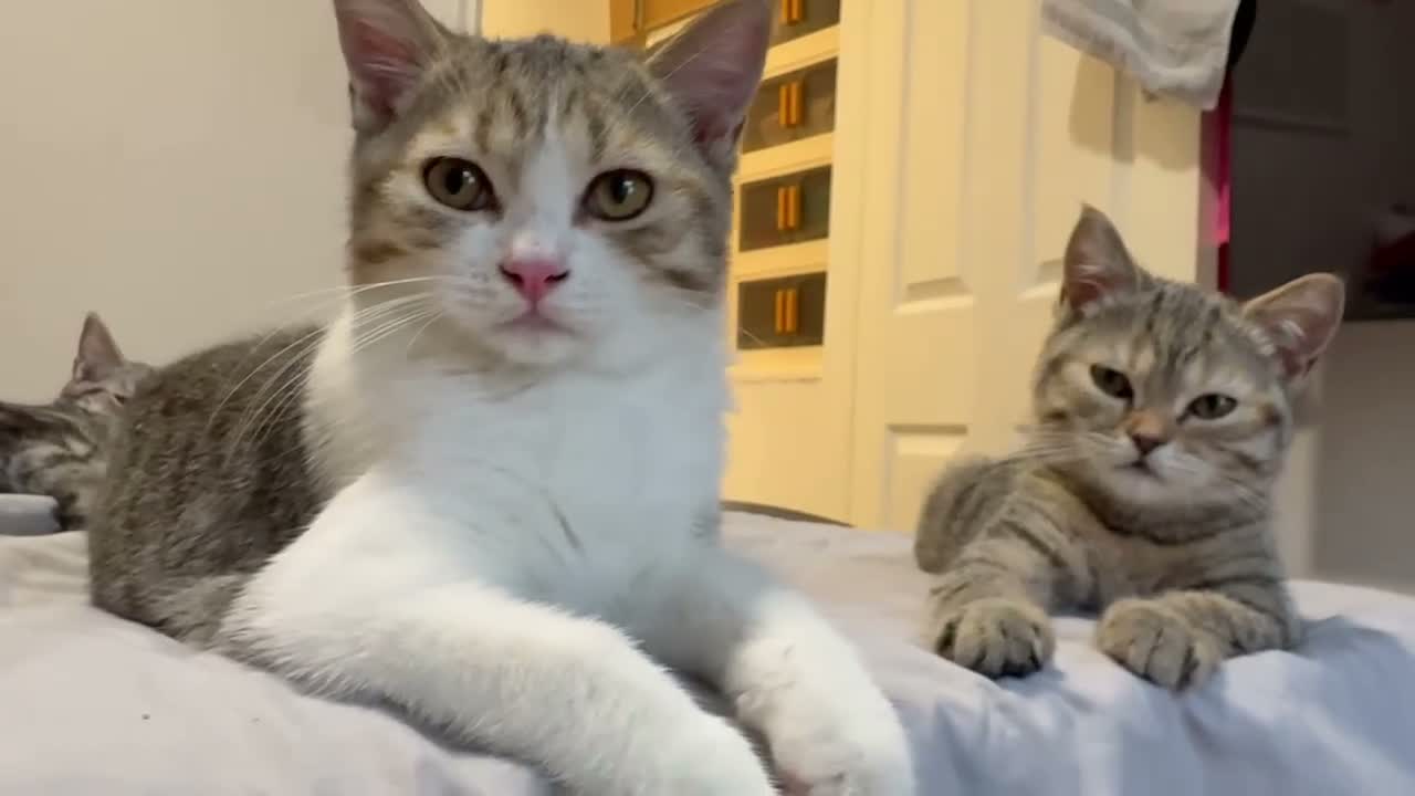 British Longhair cats for sale: British Shorthair & Longhair Kittens - Video 1