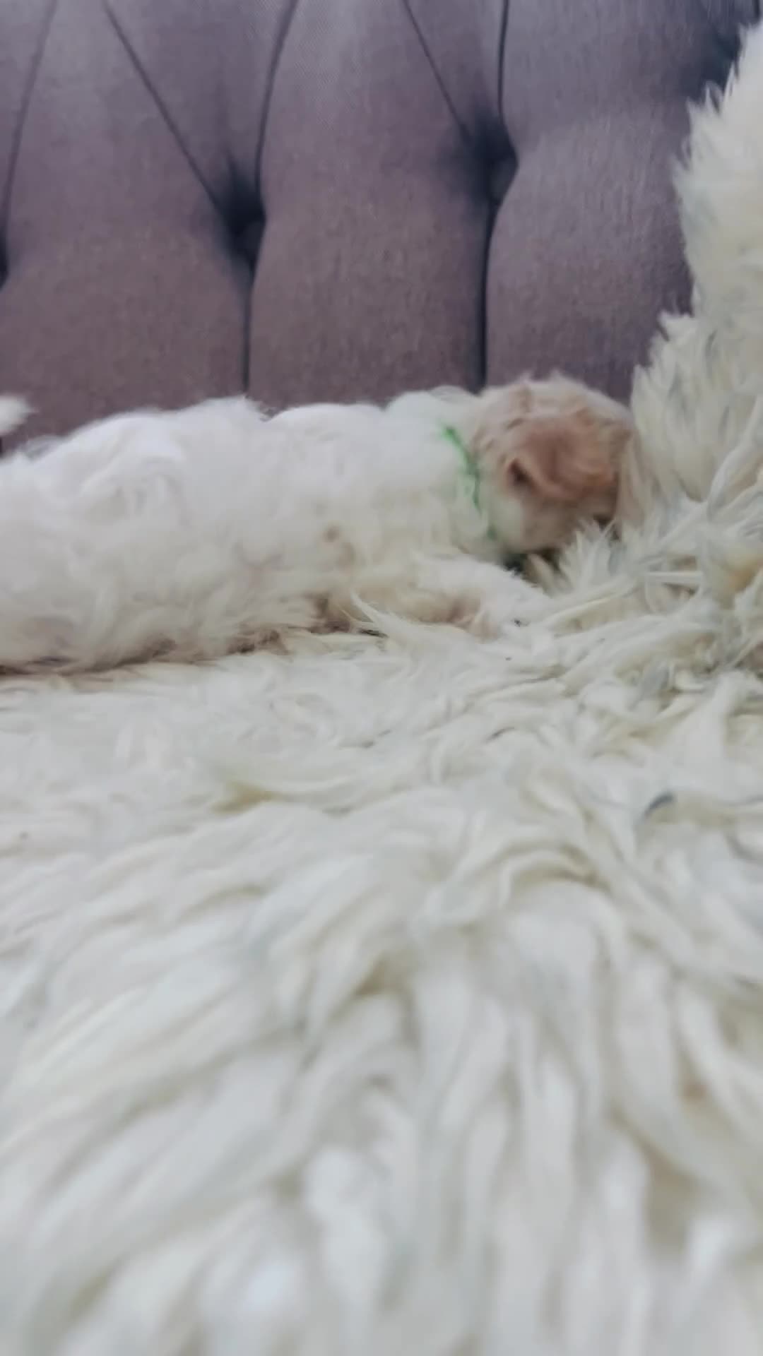Maltese dogs for sale: Maltese puppies-small size !!!  - Video 1