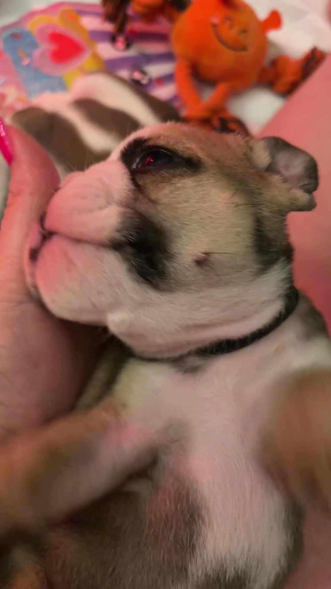 English Bulldog dogs for sale: Ms Osbourne  - Video 1