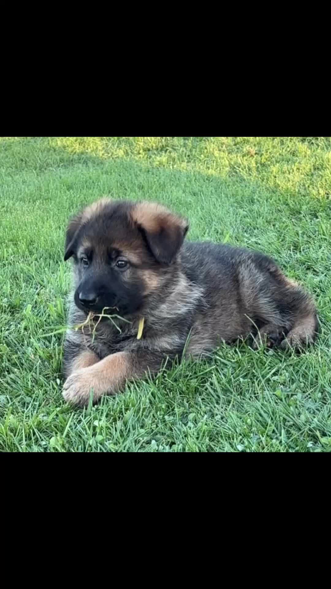 German Shepherd dogs for sale:  KC German shepherd pups  - Video 1