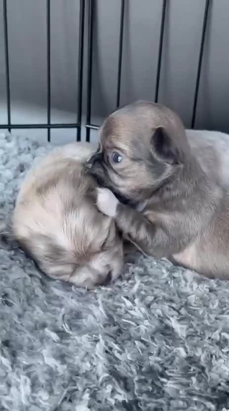 Chihuahua dogs for sale: Stunning litter of mixed Merle and Lilac fawn - Video 3