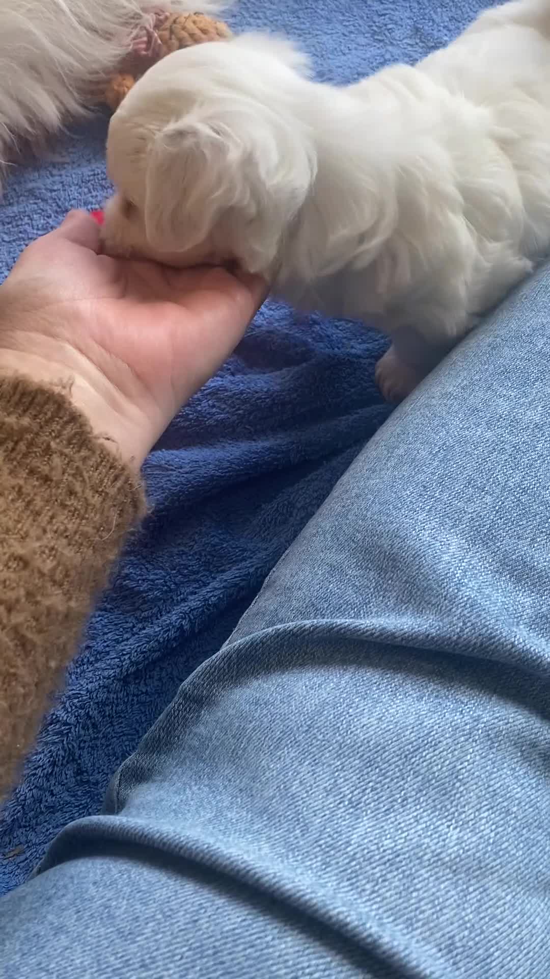 Coton De Tulear dogs for sale: Pure Coton de Tulear puppies  - Video 1