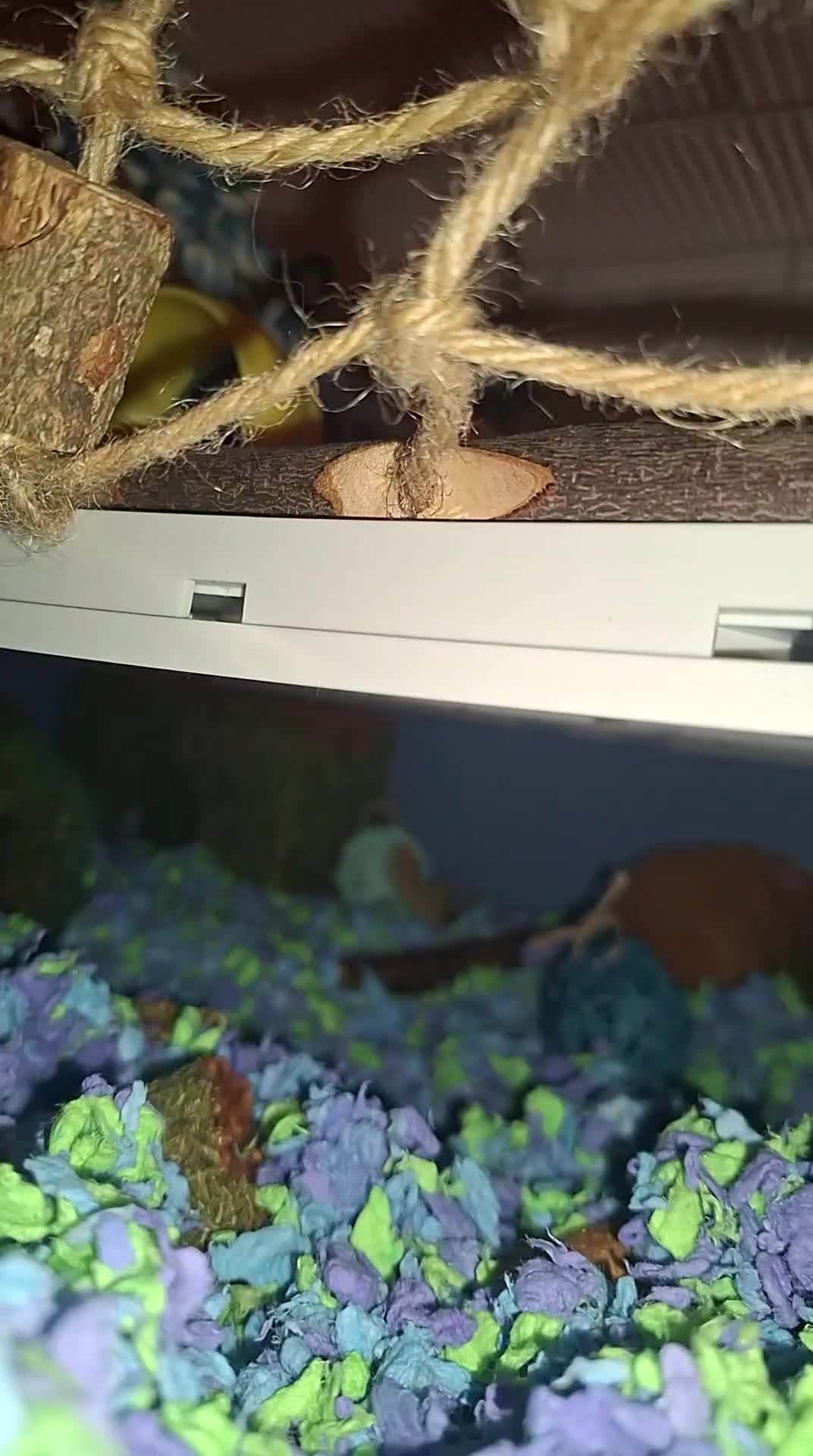 Hamster rodents for sale: Ginger Hamster needing a loving home - Video 1