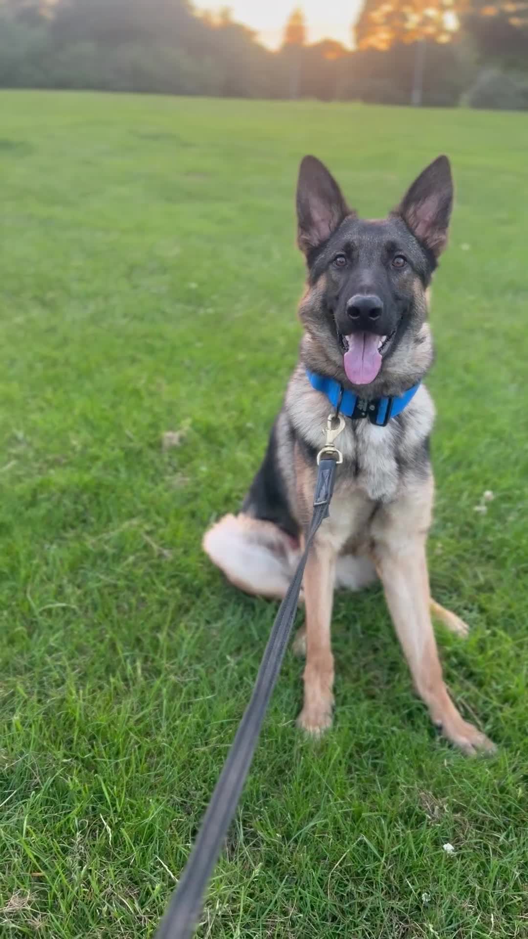 German Shepherd dogs for sale: 10.5 month old GSD Male in Saint Helens - Video 1