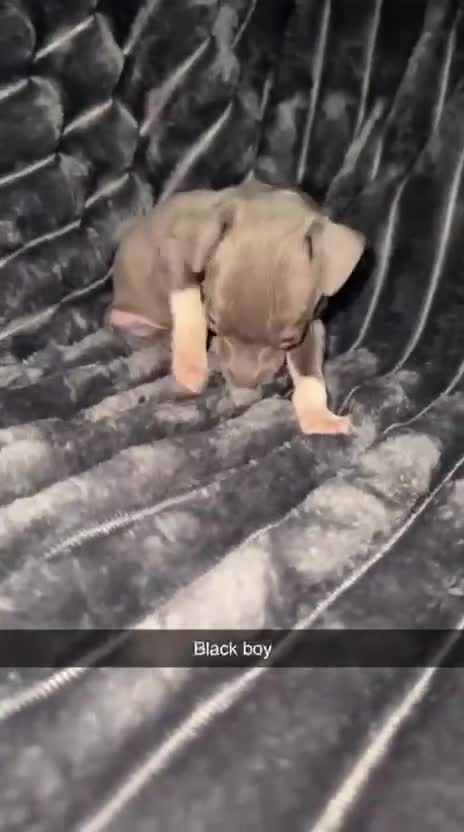 Italian Greyhound dogs for sale: Blue boy italian greyhound 7 months old - Video 1