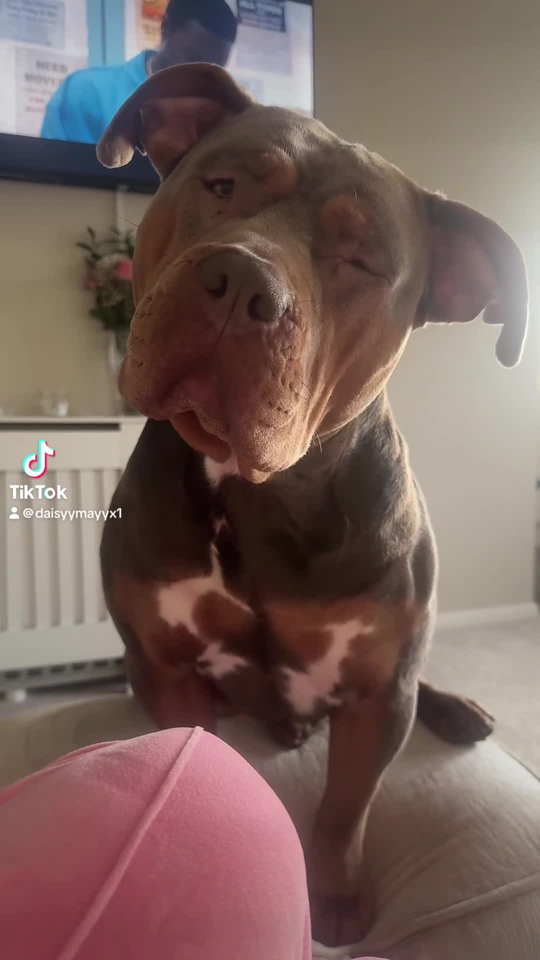 American Bully dogs for sale: Lilo the standard (but large) bully - Video 1