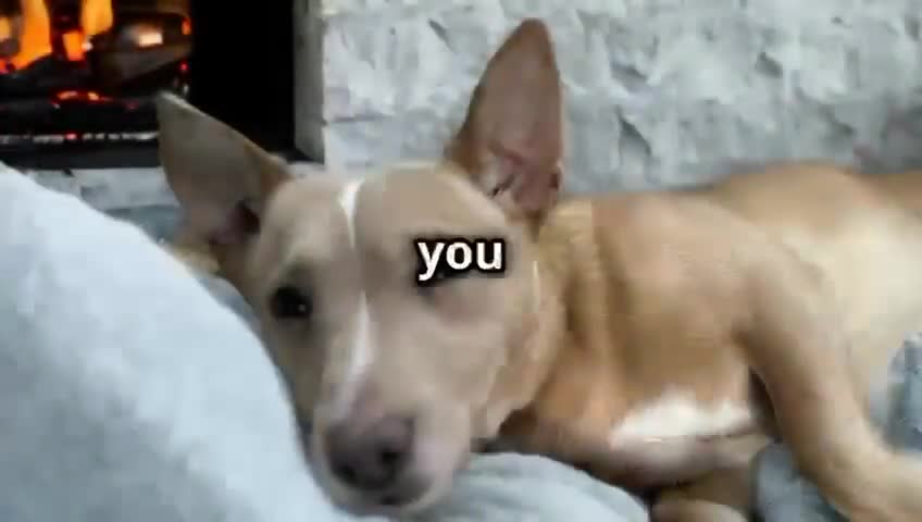 Jack Russell dogs for sale: Miniature Jack Russell puppies - Video 2
