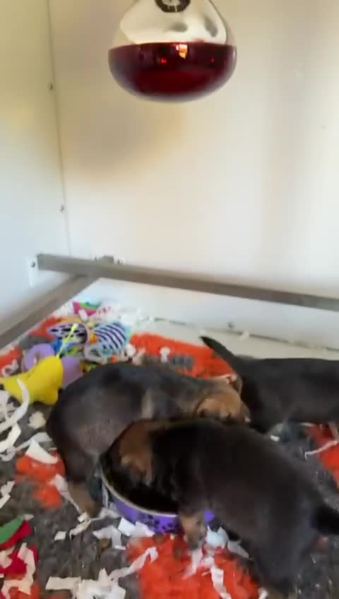 Border Terrier dogs for sale: K.C Registered border terrier - Video 1