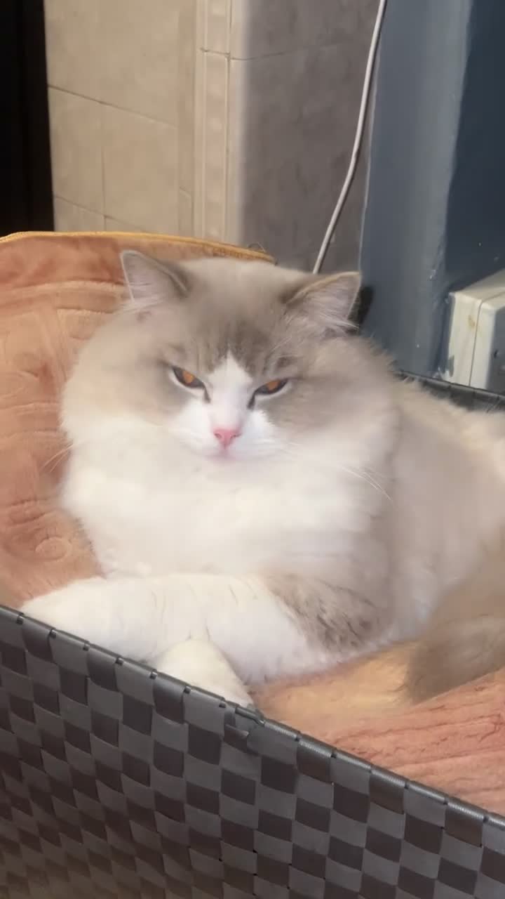 Ragdoll cats for sale: randy - Video 1