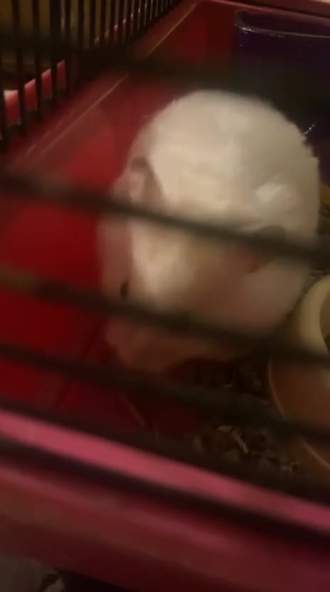 Hamster rodents for sale: Hamster ( cream colour ) - Video 3