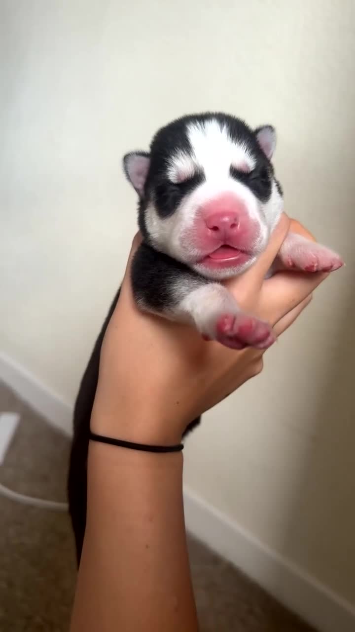 Siberian Husky dogs for sale: Husky puppies for sale  in Saltcoats - Video 1