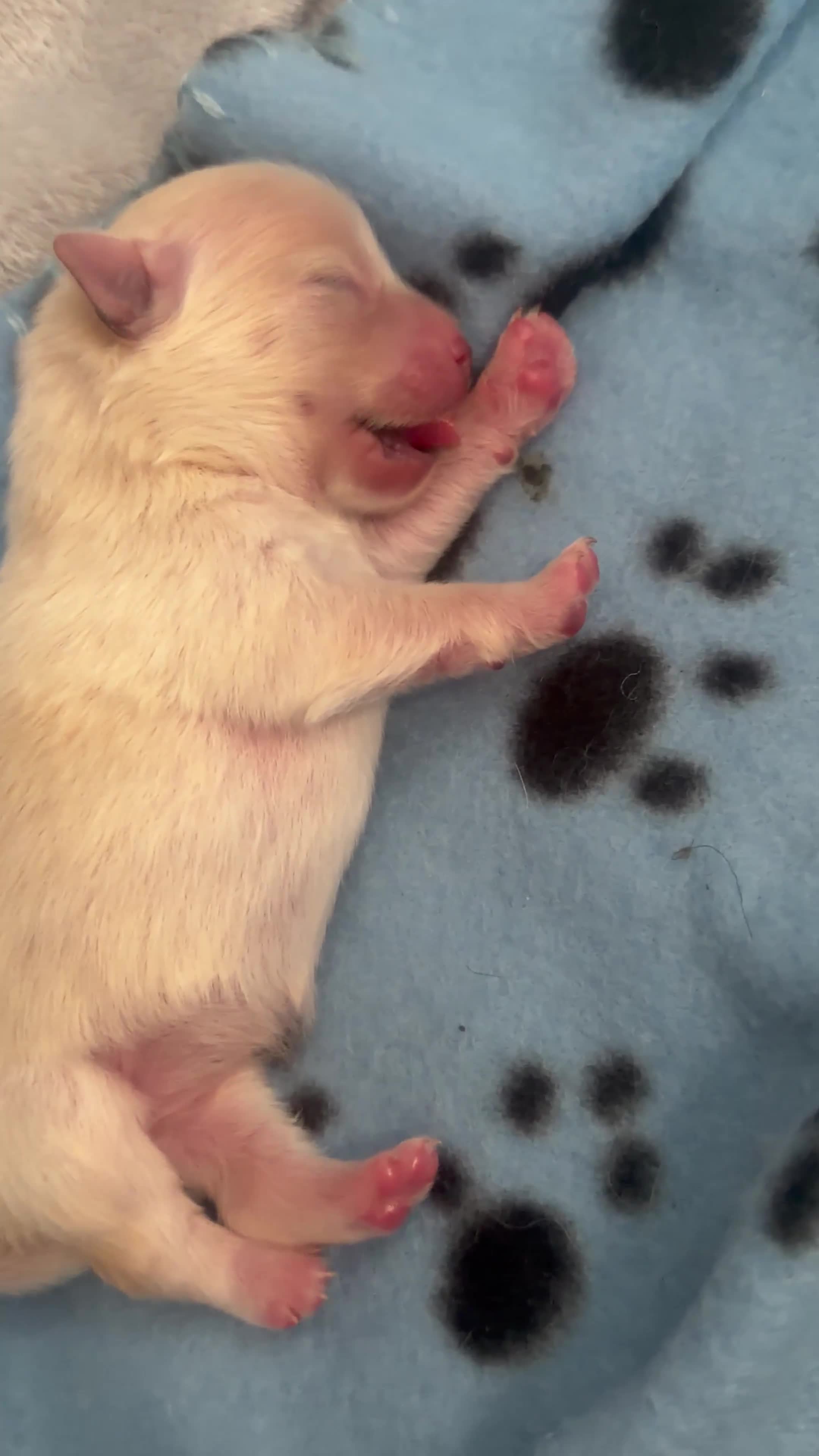 Pomsky dogs for sale: Versace – Stunning White Pomeranian Boy - Video 4