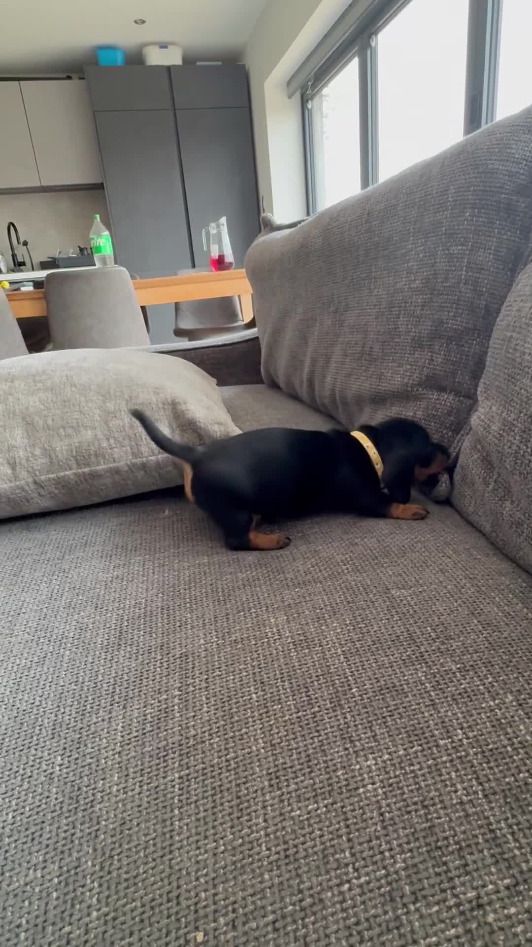 Miniature Dachshund dogs for sale: Miniature Black and Tan Daschund puppies for sale - Video 2