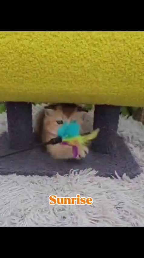 British Shorthair cats for sale: 💖 3 Stunning Golden Kittens 💖  in Bruton - Video 1