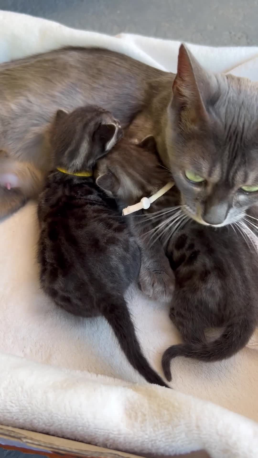 Bengal cats for sale: Rare Silver smoke Baby Bengals  in Stowmarket - Video 1