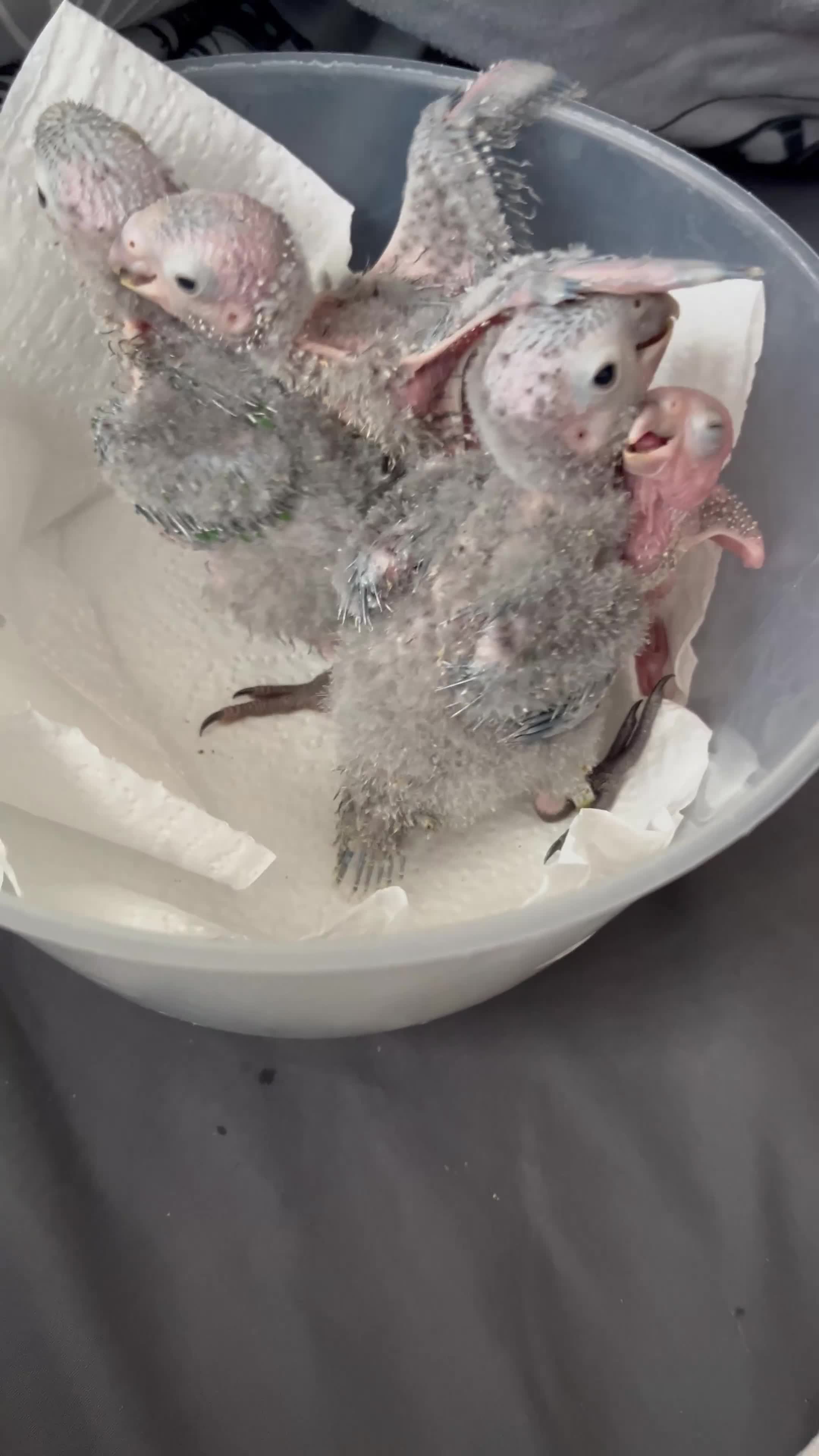 Conures birds for sale: Hand raised baby green cheek conures - Video 1