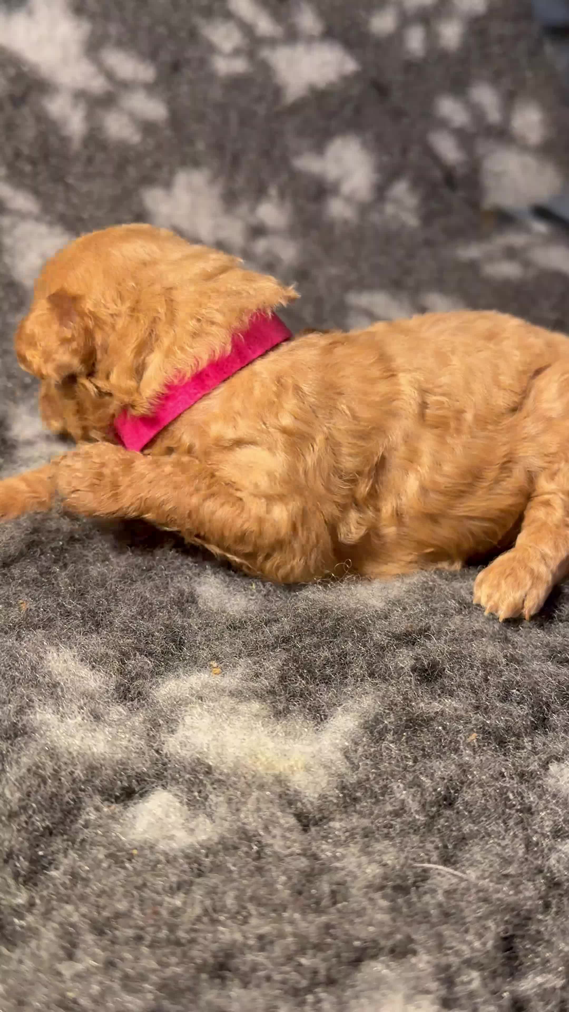 Toy Poodle dogs for sale: Fox Red Genuine pure Toy Poodle Puppies in Bournemouth - Video 1