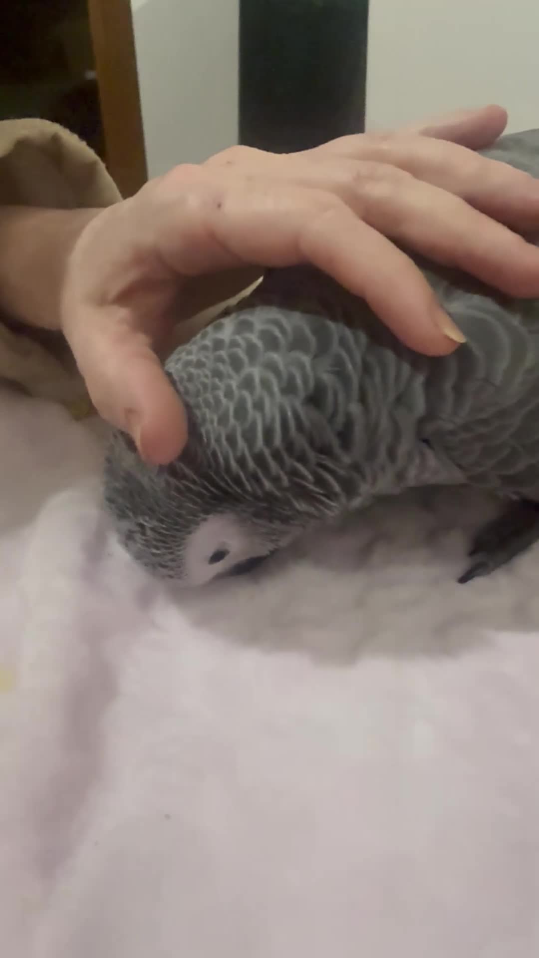 Parrots birds for sale: Hand reared African grey (female)  - Video 1
