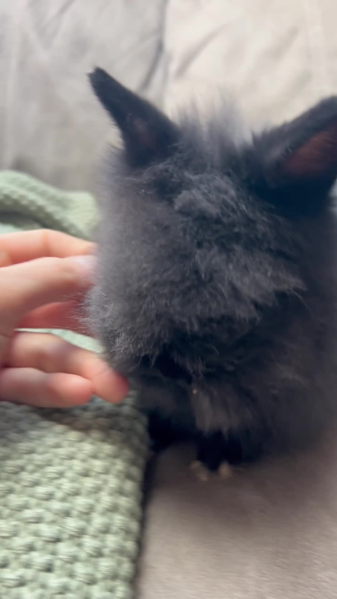 Lionhead rabbits for sale: Double-maned Lionhead Bunnies  - Video 1