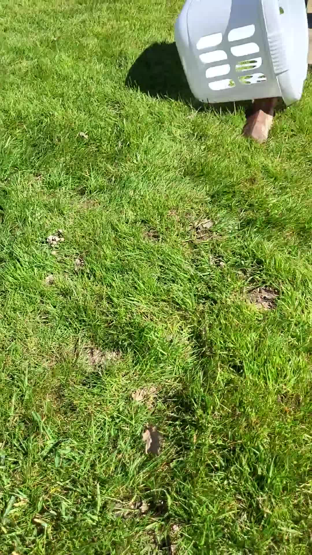 Mini Lop rabbits for sale: Amazing Mini Lop Bunnies for sale  - Video 1