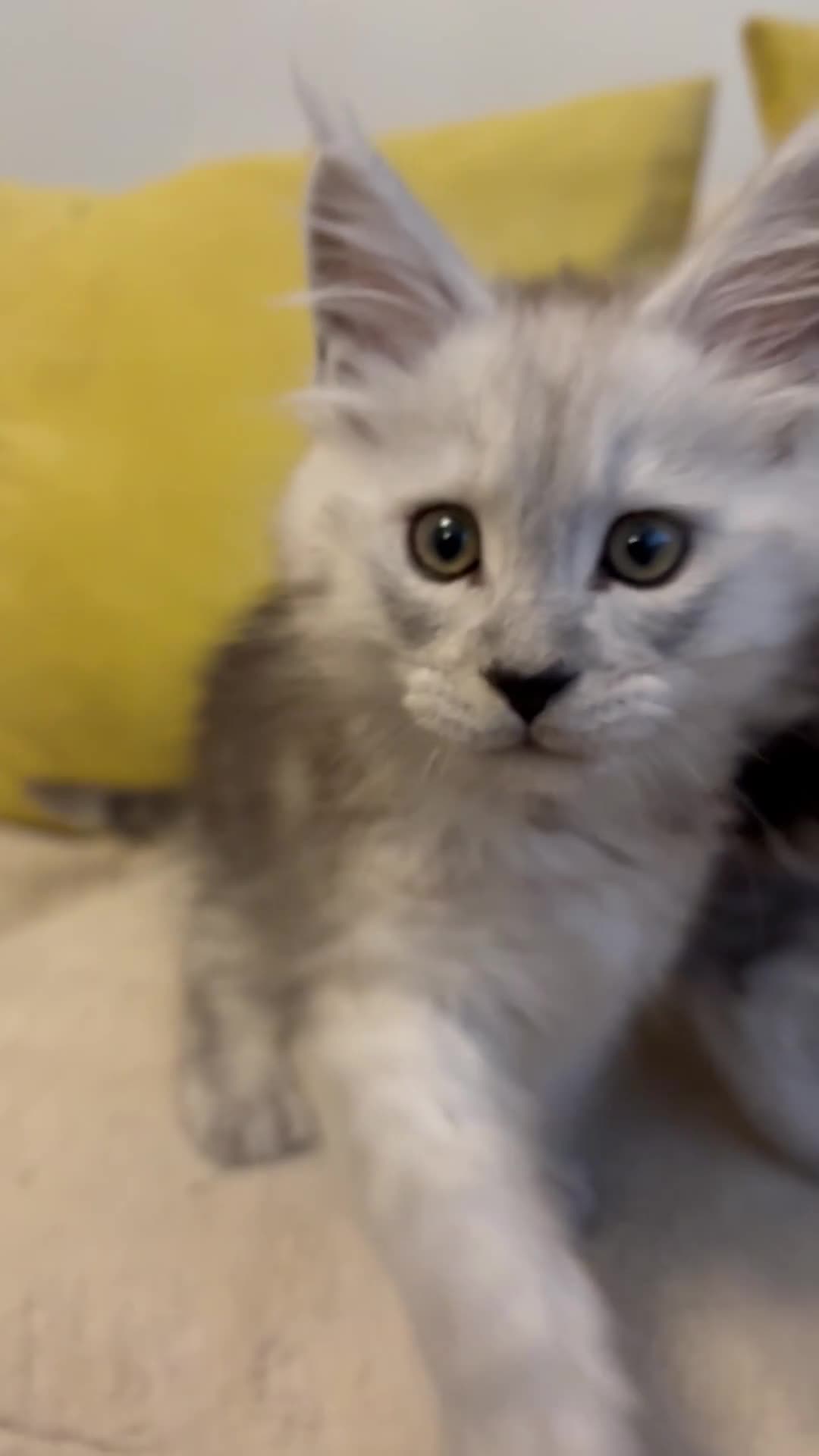 Maine Coon cats for sale: Gorgeous Shaded Pedigree Maine Coon Kittens - Video 4