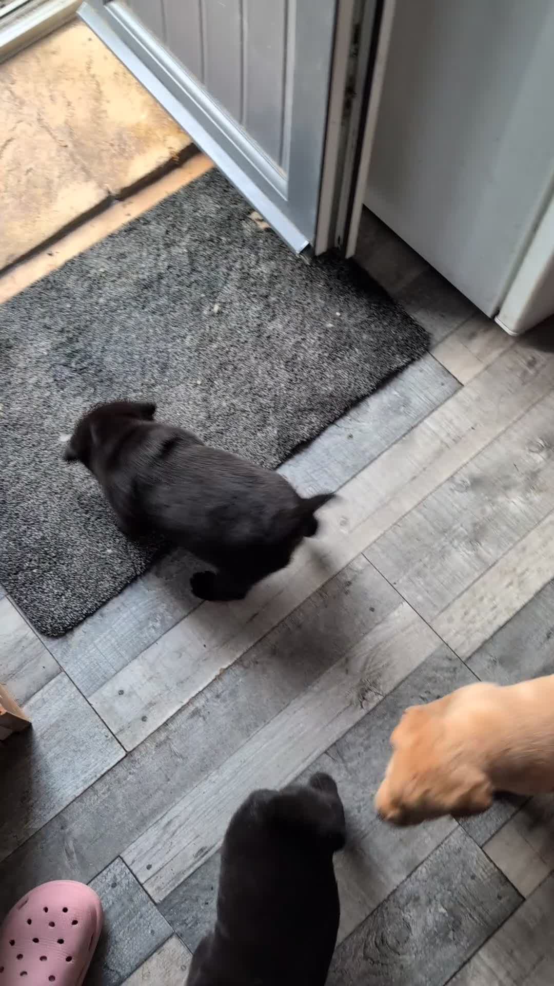Mixed Breed dogs for sale: ❗ Only 4 left ❗- Chow Chow x Labrador pups  - Video 2
