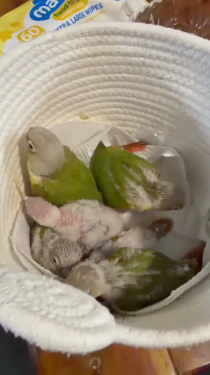 Conures birds for sale: Five Beautiful Pineapple Green-Cheek Conure Babies in Swansea - Video 1