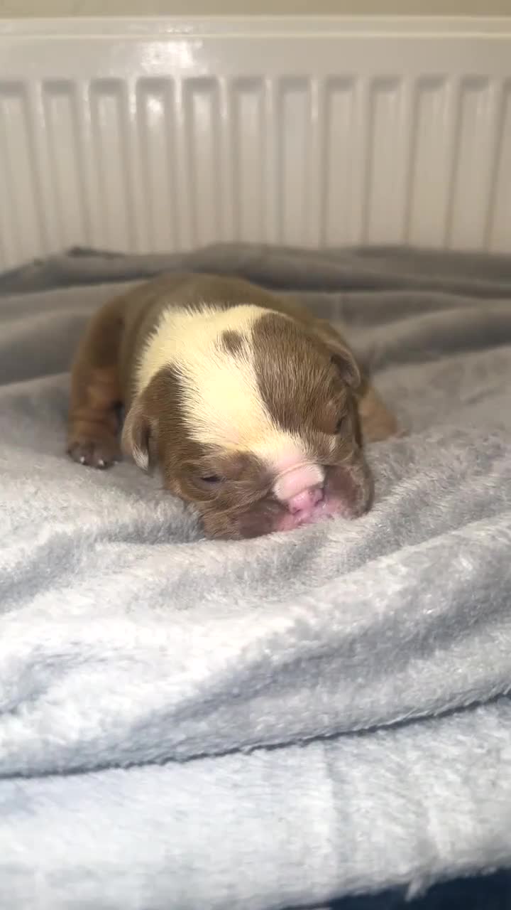 English Bulldog dogs for sale: ‼️ENGLISH BULLDOG PUPS WITH AMERICAN BLOODLINE‼️ - Video 3