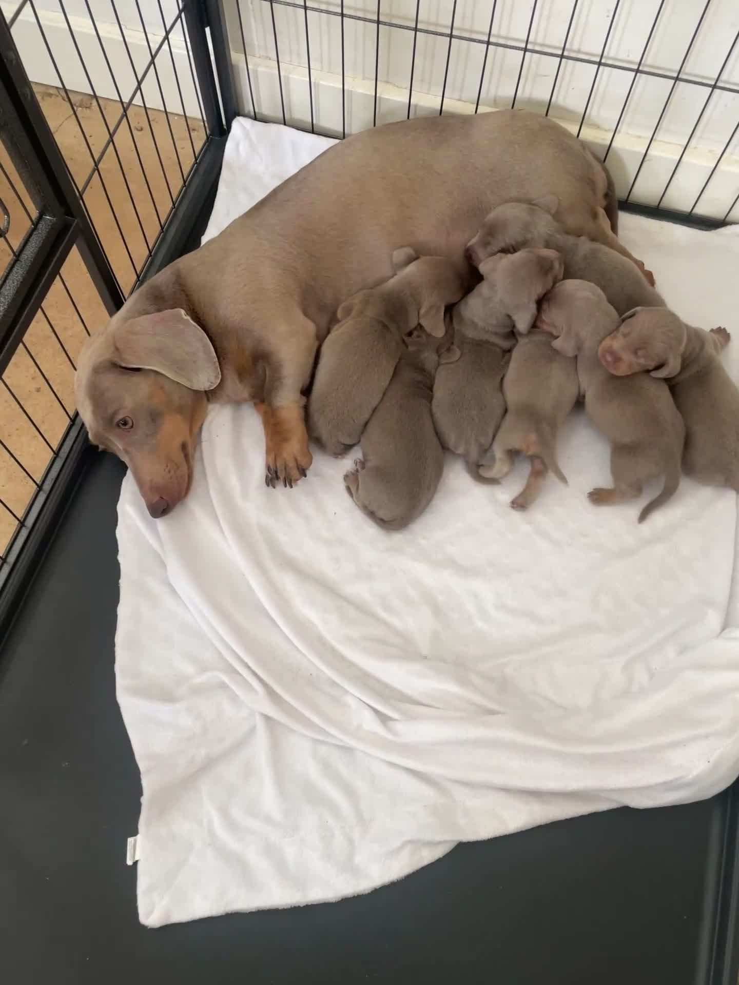 Dachshund dogs for sale: Dachshund  - Video 1