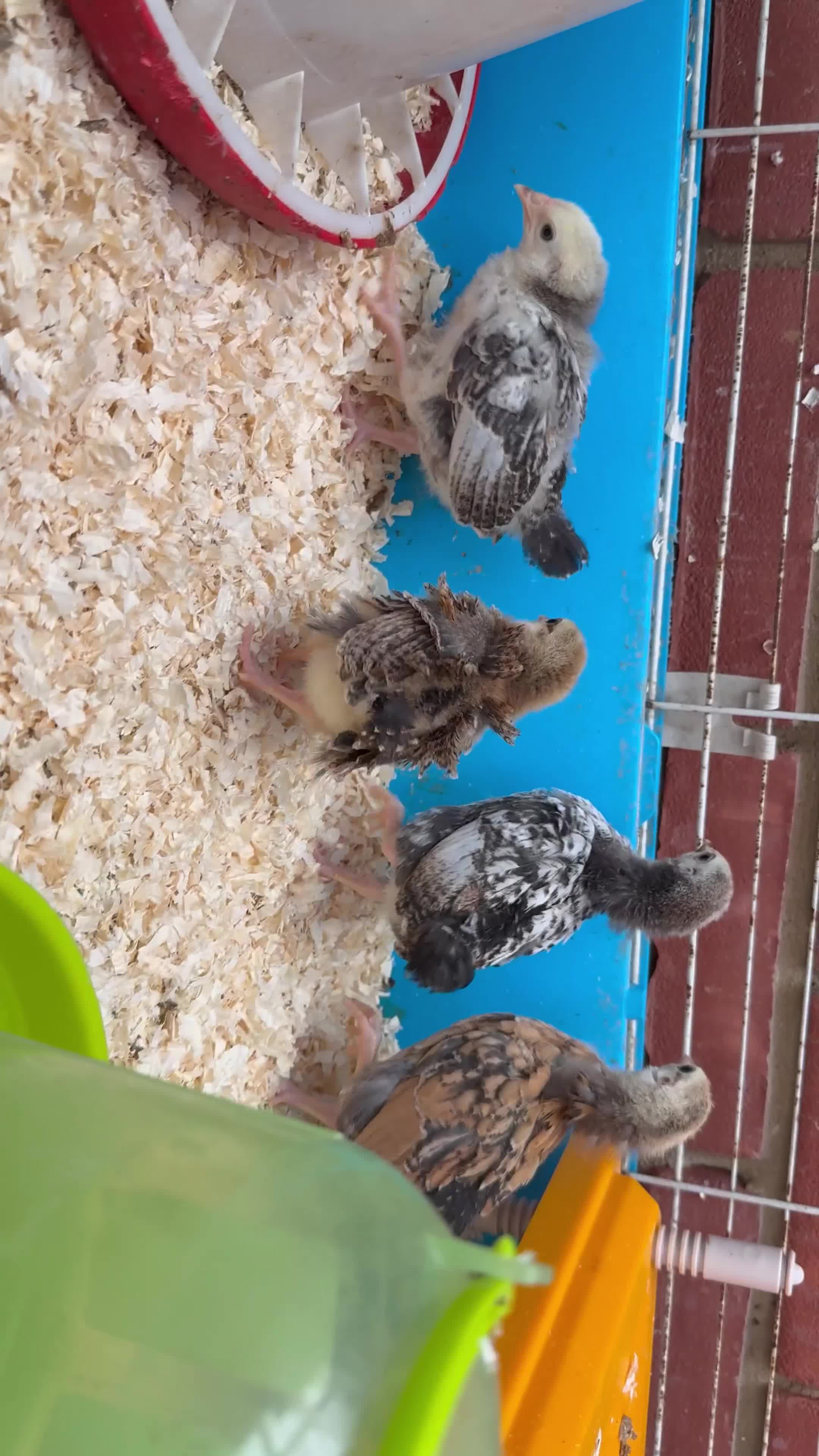 Chickens poultry for sale: 4 week old serama chicks  - Video 1