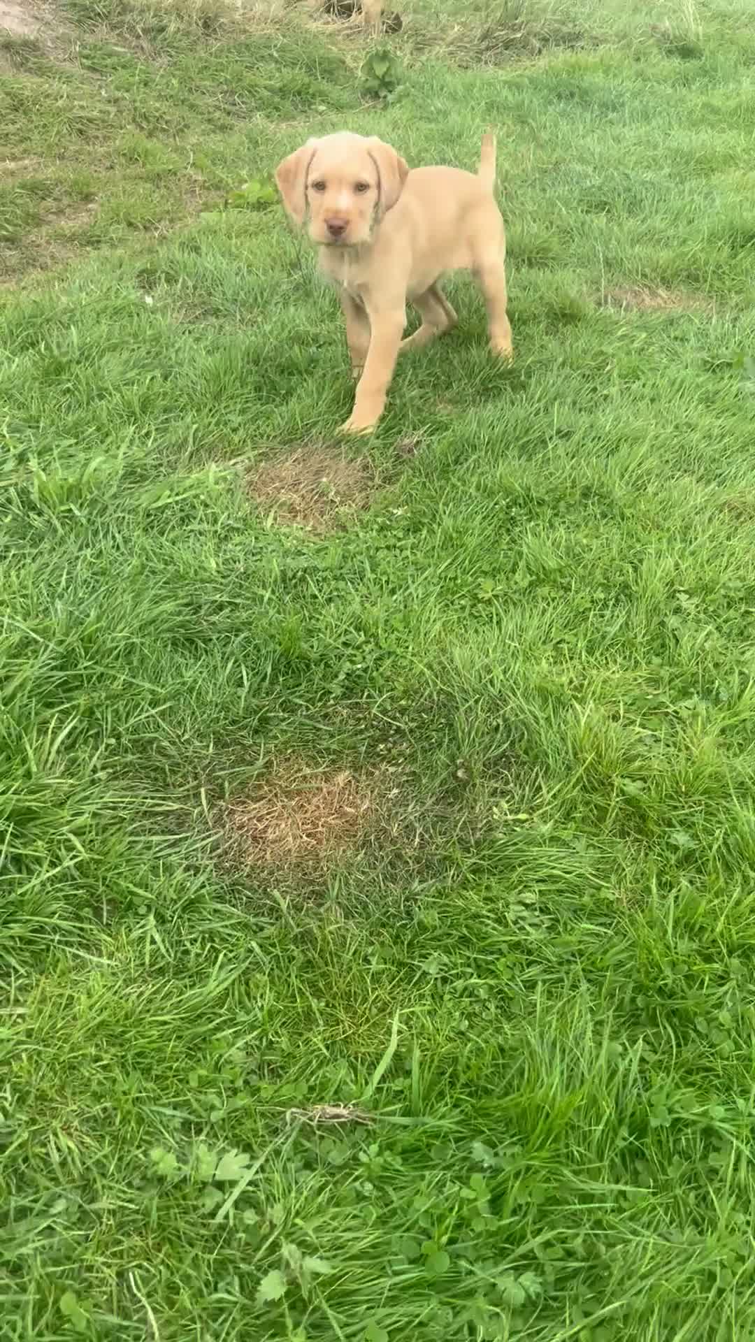 Mixed Breed dogs for sale: Hpr x lab puppies  - Video 2