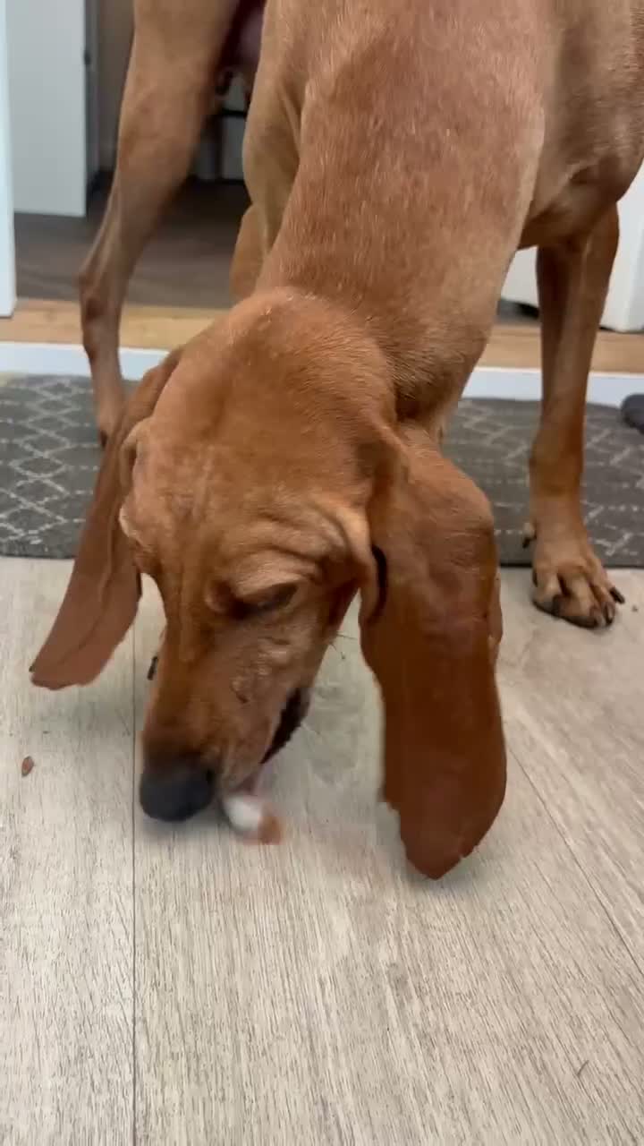 Segugio Italiano dogs for sale: Bruno - Segugio Italiano  in Fareham - Video 1