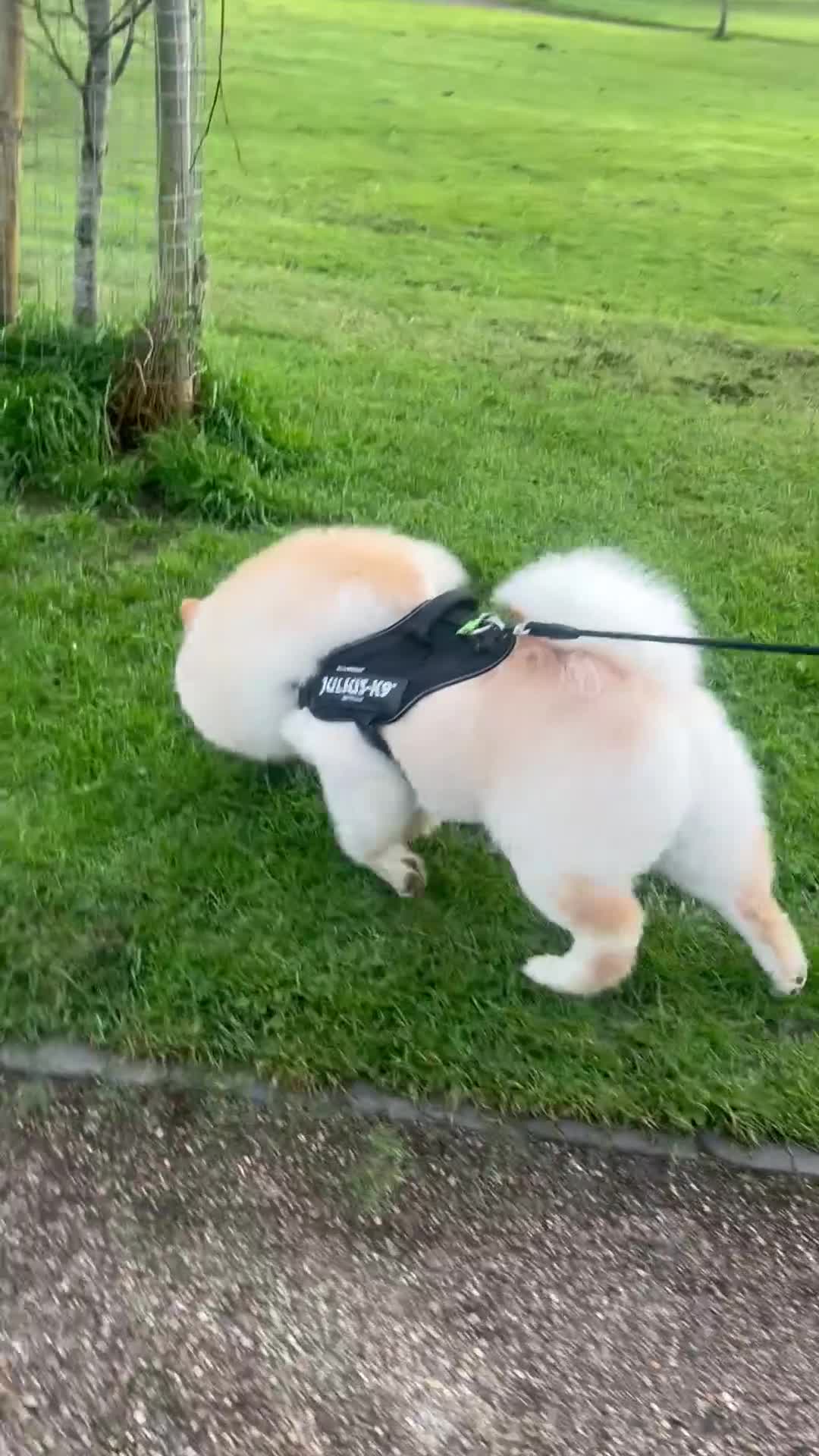 Chow Chow dogs for sale: Blaze in Dudley - Video 1