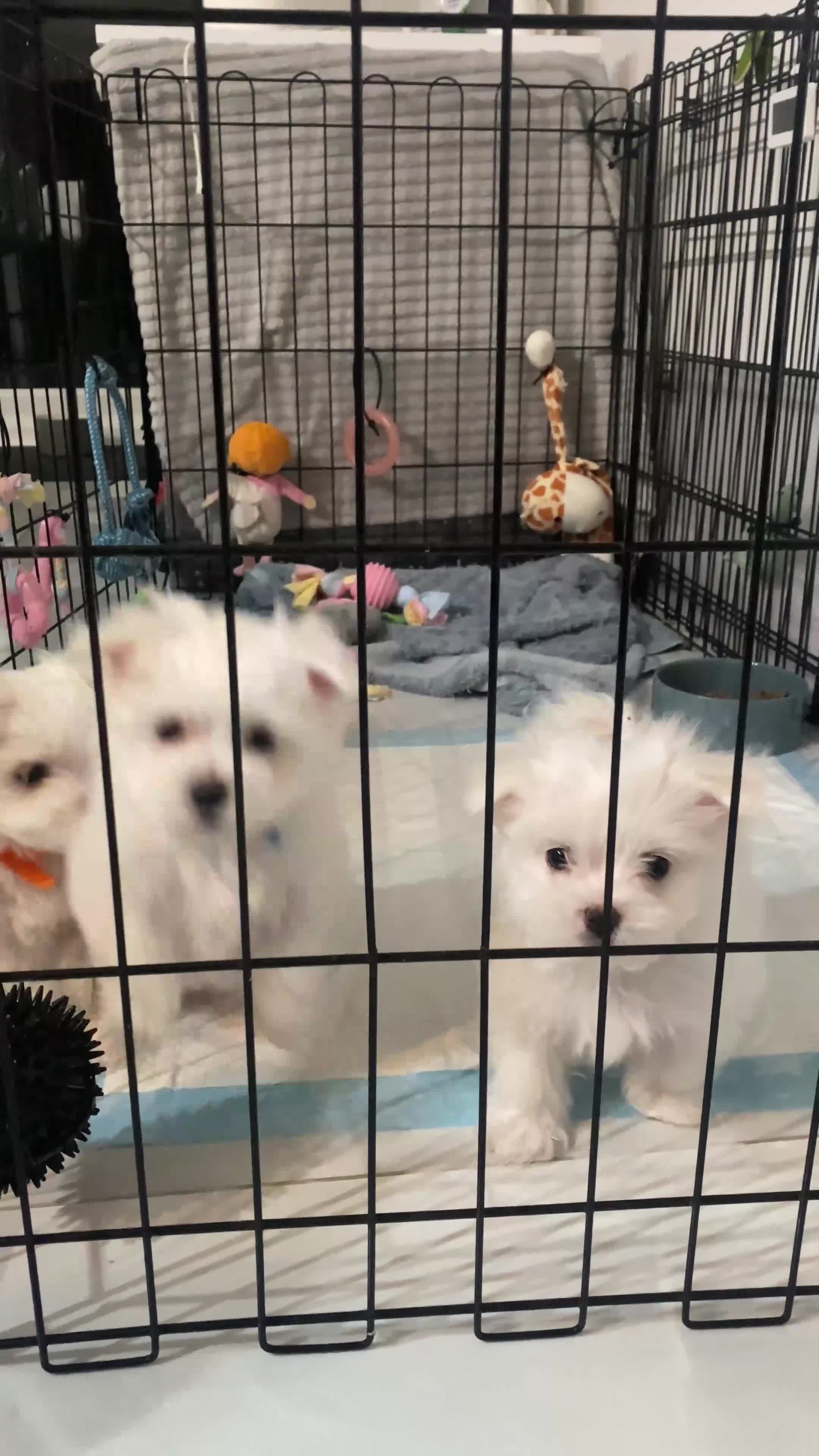 Maltese dogs for sale: ✨ Outstanding KC half-Korean Maltese Puppies ✨ - Video 2