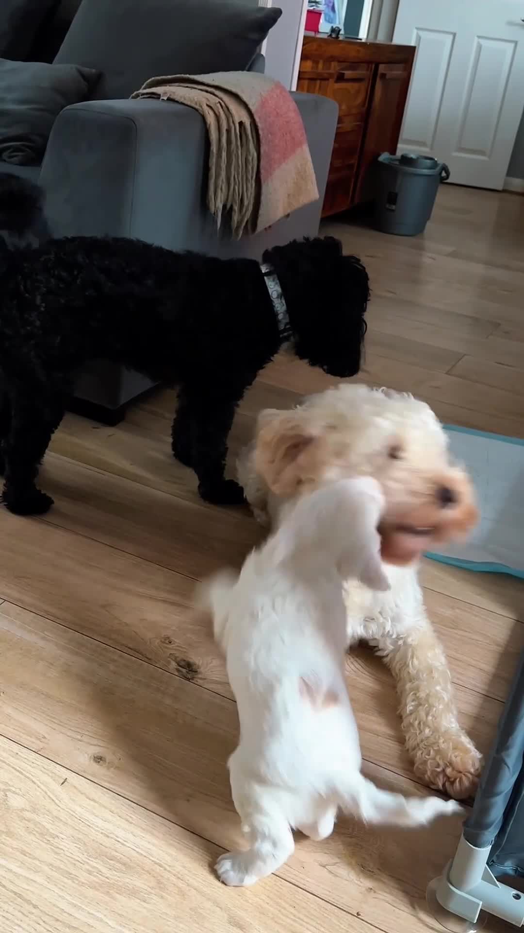 Cockapoo dogs for sale: Ready now black baby girl cockerpoo - Video 1