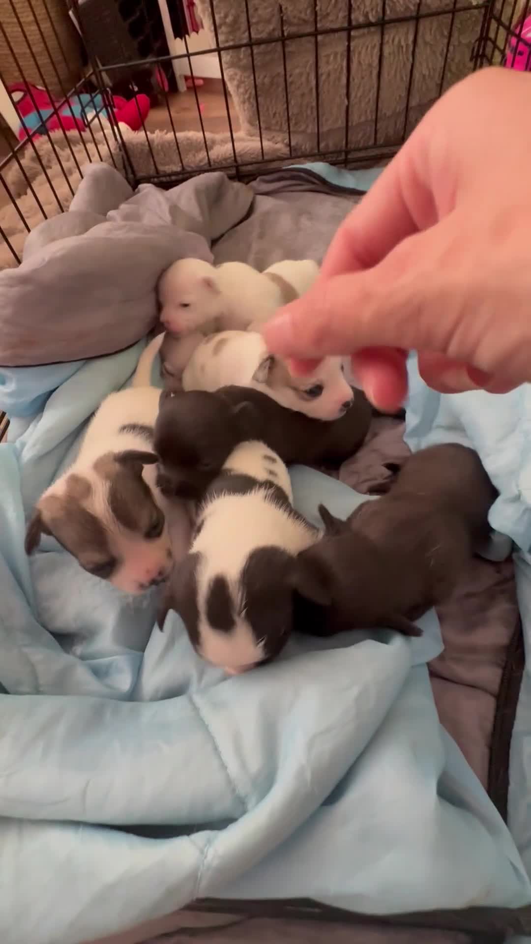 Mixed Breed dogs for sale: Beautiful jackawawas  - Video 1