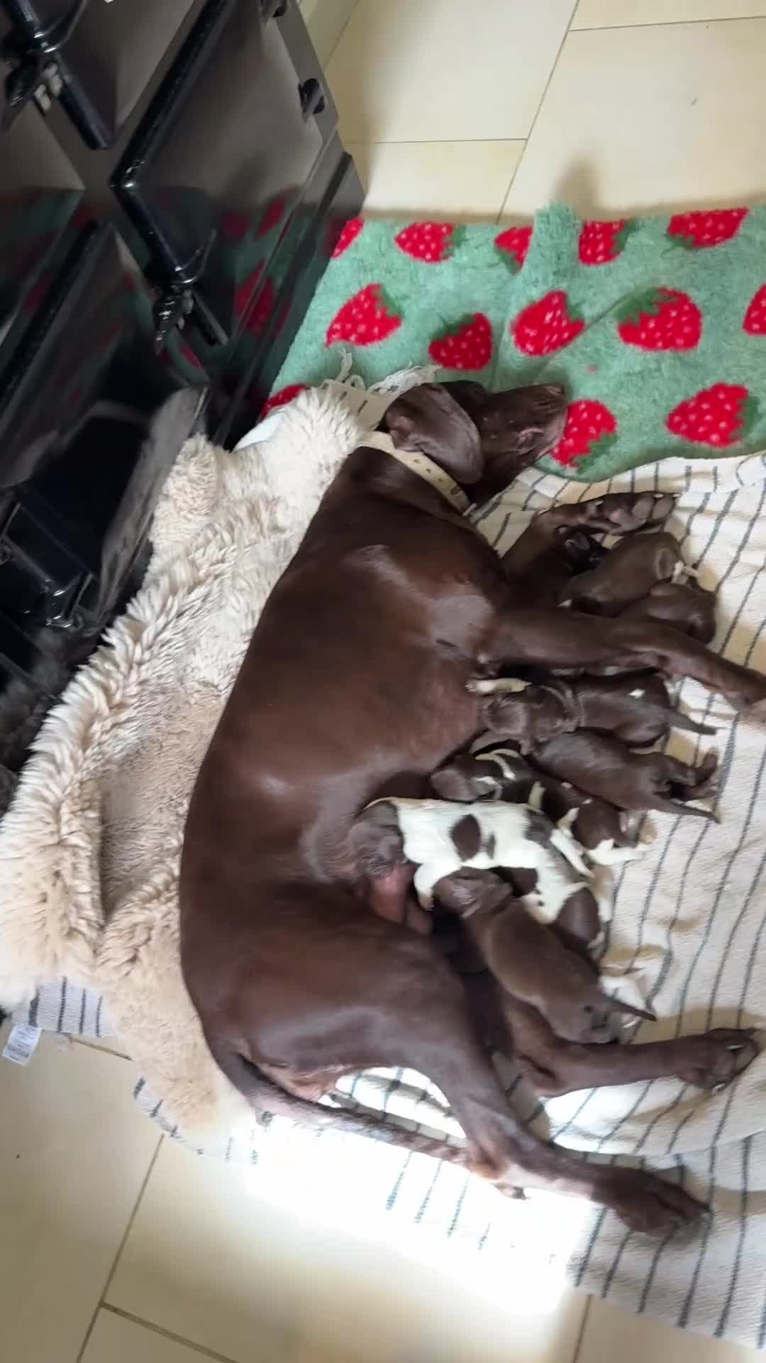 German Shorthaired Pointer dogs for sale: Litter of nine family raised GSPs  - Video 1