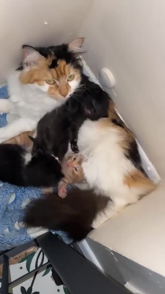 Mixed Breed cats for sale: Litter of 3 beautiful kittens  - Video 1
