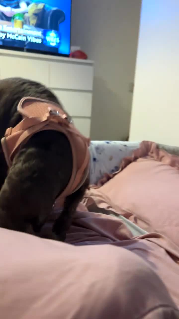 Cockapoo dogs for sale: Cockapoo - Video 2