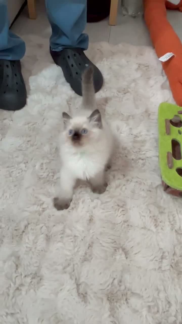 Ragdoll cats for sale: 🥰4 Beautiful Little Boys Looking Loving Homes ❤️✨ - Video 4